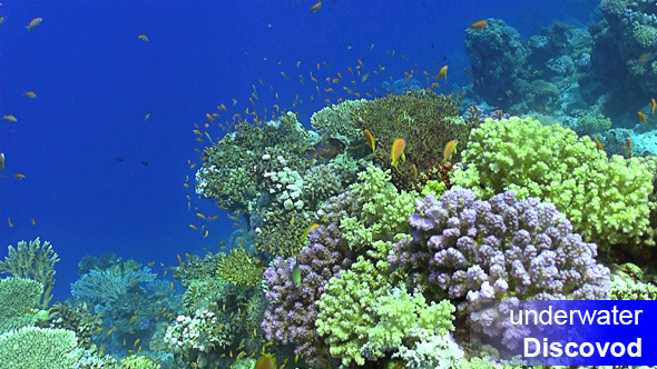 Colorful Fish on Vibrant Coral Reef 19 Colorful Fish on Vibrant Coral Reef 19