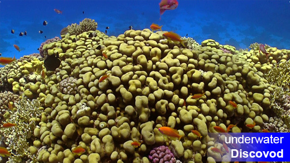 Colorful Fish on Vibrant Coral Reef 22 Colorful Fish on Vibrant Coral Reef 22