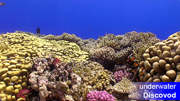 Colorful Fish on Vibrant Coral Reef 25 Colorful Fish on Vibrant Coral Reef 25