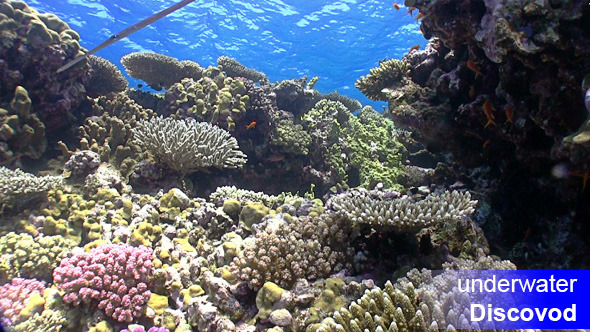 Colorful Fish on Vibrant Coral Reef 27 Colorful Fish on Vibrant Coral Reef 27