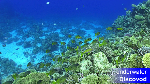 Shoal of Yellow Fish on Coral Reef 1 Shoal of Yellow Fish on Coral Reef 1