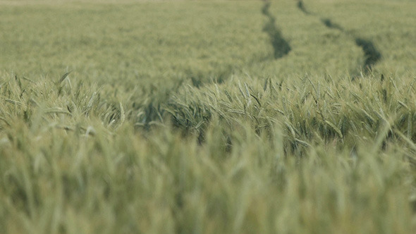 Wheat Field in Wind Daytime Wheat Field in Wind Daytime