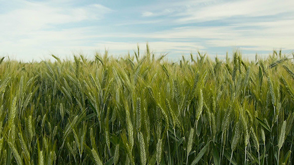 Wheat Field in Wind Daytime 3 Wheat Field in Wind Daytime 3