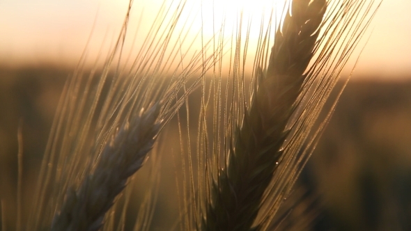 Wheat in Sun Close-up Wheat in Sun Close-up