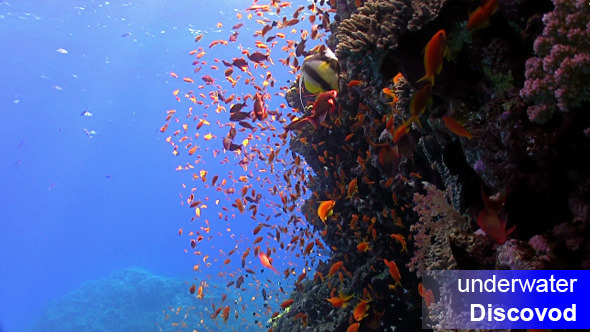 Colorful Fish on Vibrant Coral Reef 29 Colorful Fish on Vibrant Coral Reef 29