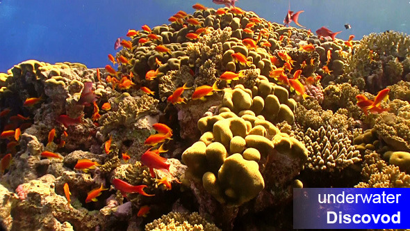 Shoal of Red Fish on Coral Reef 9 Shoal of Red Fish on Coral Reef 9
