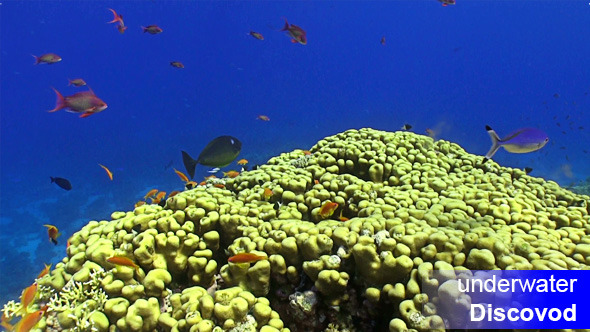 Colorful Fish on Vibrant Coral Reef 32 Colorful Fish on Vibrant Coral Reef 32