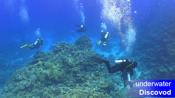 Group of Divers Swims Over Coral Reefs 2 Group of Divers Swims Over Coral Reefs 2