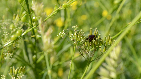 Red Bug Red Bug