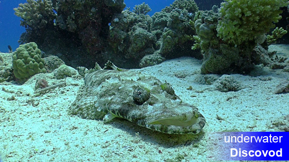 Crocodile Fish on Coral Reef Crocodile Fish on Coral Reef