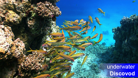 Shoal of Yellow Fish on Coral Reef 8 Shoal of Yellow Fish on Coral Reef 8