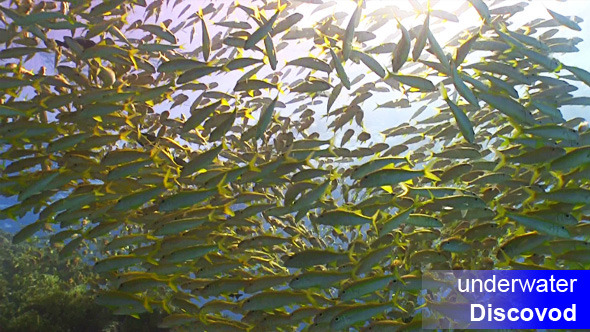 Shoal of Yellow Fish on Coral Reef 6 Shoal of Yellow Fish on Coral Reef 6
