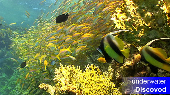 Shoal of Yellow Fish on Coral Reef 5 Shoal of Yellow Fish on Coral Reef 5