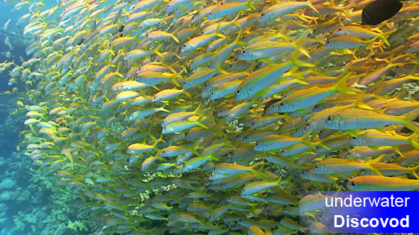 Shoal of Yellow Fish on Coral Reef 10 Shoal of Yellow Fish on Coral Reef 10