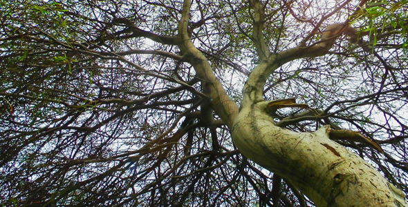 The Tree The Tree