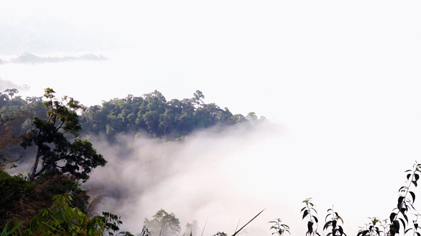 Time Lapse Floating Fog Landscape In Forest Time Lapse Floating Fog Landscape In Forest