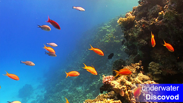 Shoal of Red Fish on Coral Reef 2 Shoal of Red Fish on Coral Reef 2