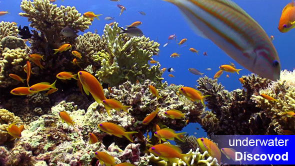 Colorful Fish on Vibrant Coral Reef 36 Colorful Fish on Vibrant Coral Reef 36