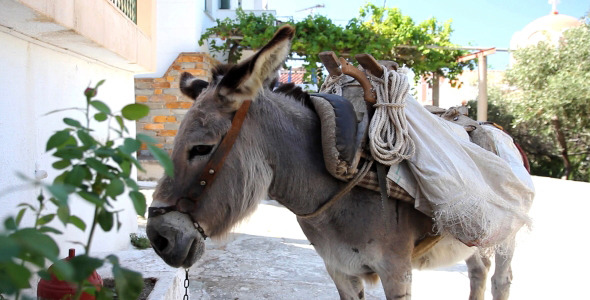 Patient Donkey With Saddle Patient Donkey With Saddle