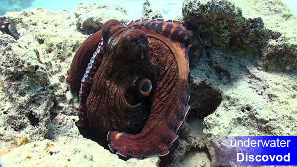 Octopus On Coral Reef 2 Octopus On Coral Reef 2