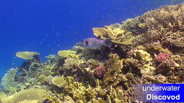 Pufferfish on Coral Reef Pufferfish on Coral Reef