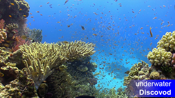 Colorful Fish On Vibrant Coral Reef Static Scene 3 Colorful Fish On Vibrant Coral Reef Static Scene 3