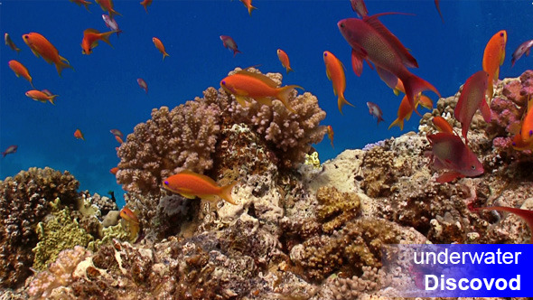 Colorful Fish on Vibrant Coral Reef 4 Colorful Fish on Vibrant Coral Reef 4