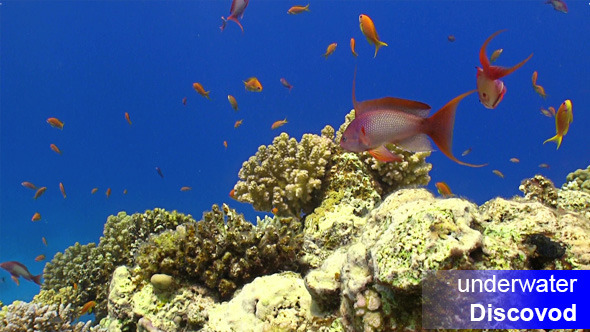 Colorful Fish On Vibrant Coral Reef Static Scene 4 Colorful Fish On Vibrant Coral Reef Static Scene 4