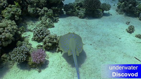 Blue Spotted Stingray Under the Coral Reef 2 Blue Spotted Stingray Under the Coral Reef 2