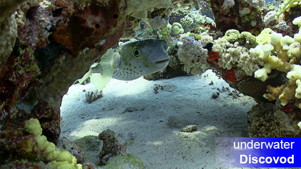 Pufferfish on Coral Reef 2 Pufferfish on Coral Reef 2