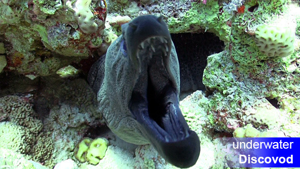 Murena on Coral Reef 2 Murena on Coral Reef 2