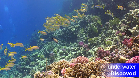 Shoal of Yellow Fish on Coral Reef 49 Shoal of Yellow Fish on Coral Reef 49
