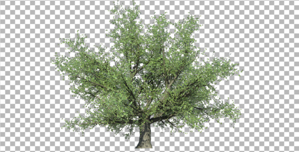 Oak Tree V3 Oak Tree V3