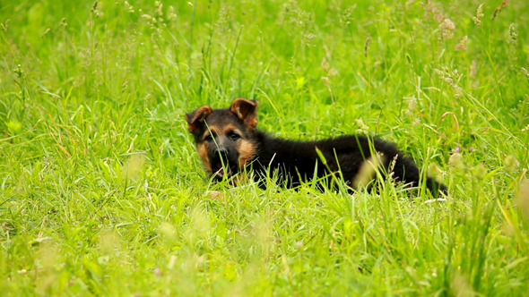German Shepherd Puppy 2 German Shepherd Puppy 2