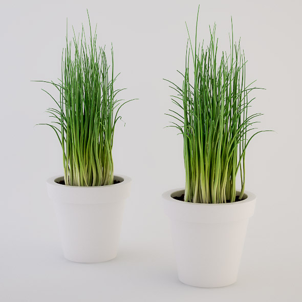 Chives in a Pot - 3DOcean Item for Sale