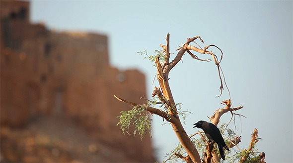 Crow Crow