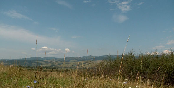 Summer Landscape With Cornflowers Summer Landscape With Cornflowers