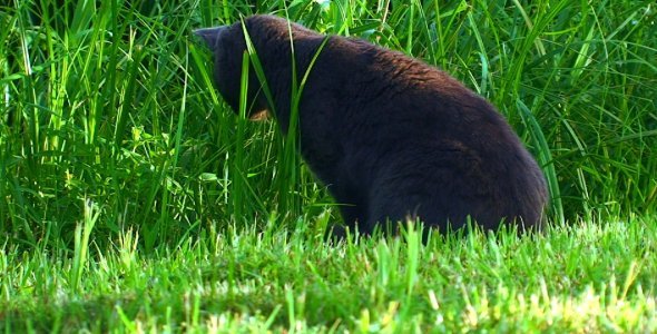Russian Blue Cat Hunting Outdoors Russian Blue Cat Hunting Outdoors