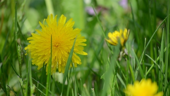 Close-up Fresh Dandelion Close-up Fresh Dandelion