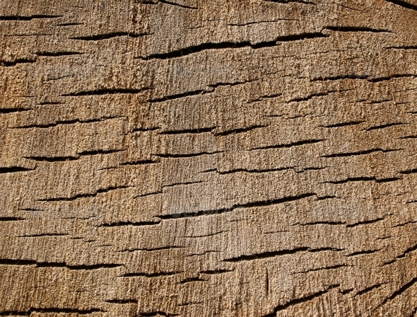 Old Stump Texture Old Stump Texture