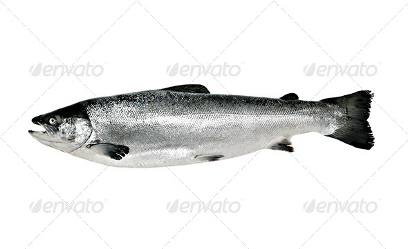Big salmon fish isolated Big salmon fish isolated