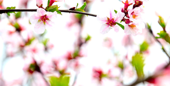 Cherry Flowers 4 Cherry Flowers 4