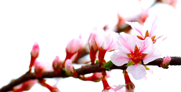 Cherry Flowers 6 Cherry Flowers 6