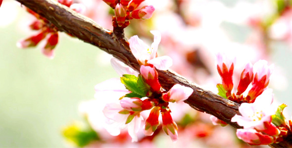 Cherry Flowers 9 Cherry Flowers 9