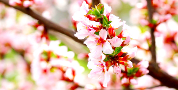 Cherry Flowers 10 Cherry Flowers 10