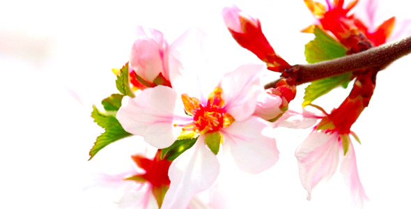 Cherry Flowers 14 Cherry Flowers 14