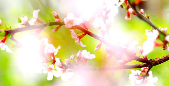 Cherry Flowers 16 Cherry Flowers 16