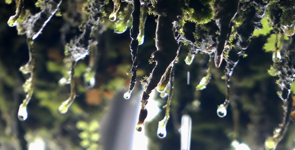 Waterdrops Waterdrops