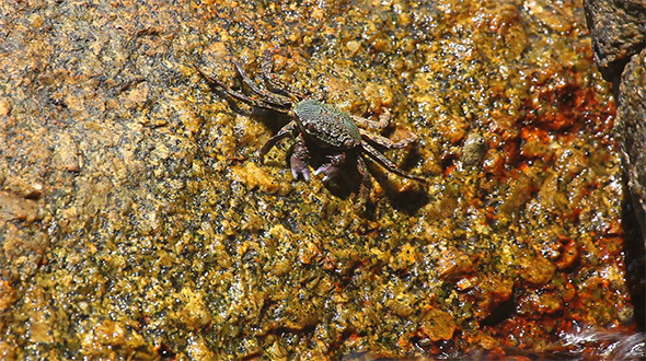 Crab Crab