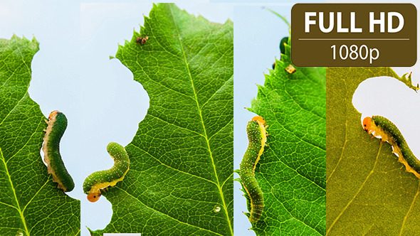 Caterpillars Feeding on a Leaf 4 Pack Caterpillars Feeding on a Leaf 4 Pack